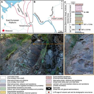 Beltanelliformis konovalovi sp. nov. From the Terminal Neoproterozoic of Central Urals: Taphonomic and Ecological Implications